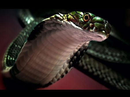 ભણેલા છે પરંતુ નોકરી નથી મળી રહી