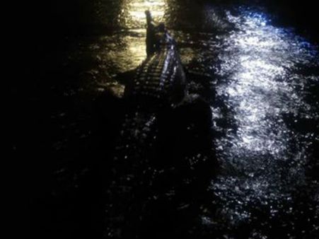 ઑસ્ટ્રેલિયામાં ભયંકર વરસાદ, રસ્તા પર દેખાયા મગરમચ્છ અને સાપ