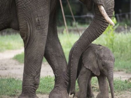હાથીઓના ટોળા સાથે ભટકાયું પરિવાર