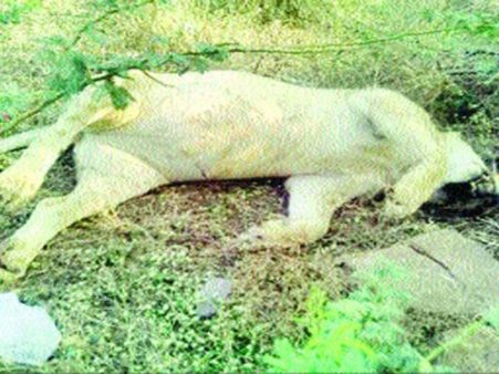 એક સાથે 23 સિંહો મર્યા હતા