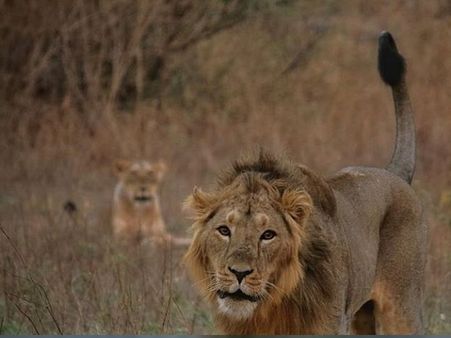 સિંહની લાશને પોસ્ટમોર્ટમ 