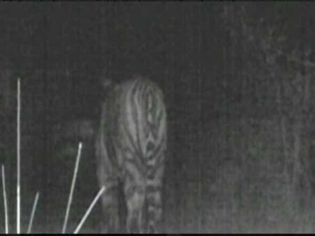 નાઈટ વિઝન કેમેરાથી નજર