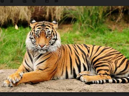 મધ્યપ્રદેશમાંથી આવ્યો વાઘ, વન વિભાગનું સમર્થન