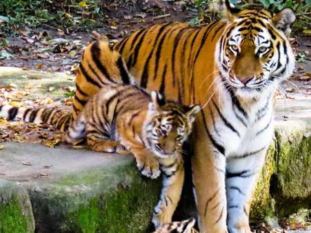 વાઘની વસ્તી વધારવા પ્રયાસ થશેઃ વસાવા