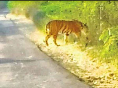 શિક્ષકનો દાવો, સૌથી પહેલા જોયો હતો વાઘ