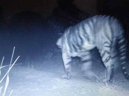 27 વર્ષે ગુજરાતમાં ફરી દેખાયો વાઘ, નાઈટ વિઝન કેમેરામાં કેદ, શોધવા માટે 5 ટીમ કાર્યરત