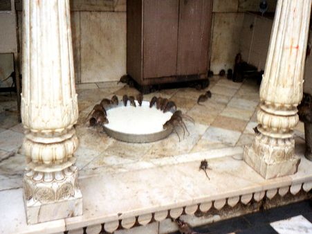 કરની માતા મંદિર, રાજસ્થાન