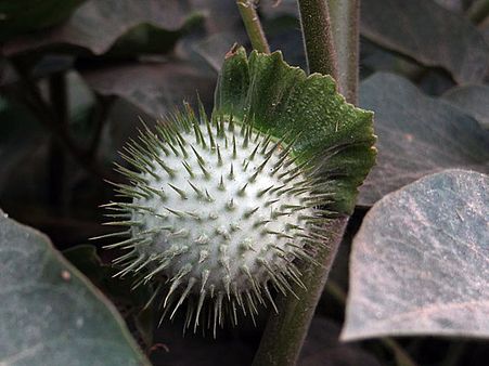 આયુર્વેદમાં ભાંગ, ધતૂરો અને પાણીનું મહત્વ આયુર્વેદમાં ભાંગ, ધતૂરો અને પાણીનું મહત્વ