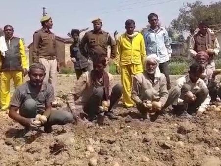 જેલમાં કેદી કરી રહ્યા છે 'સીએમ' બટાટાની ખેતી, એક બટાટાનું વજન 1 kg