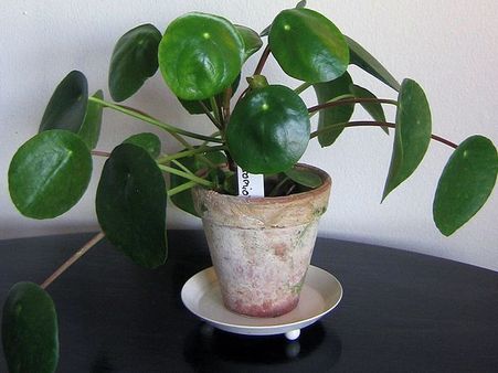 ચાઈનીઝ મની ટ્રી