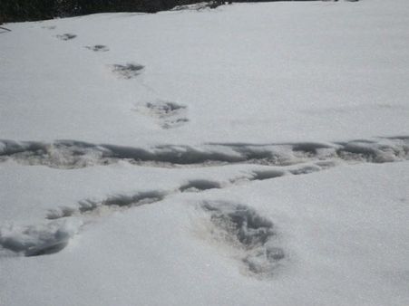 મકાલૂ નેશનલ પાર્ક