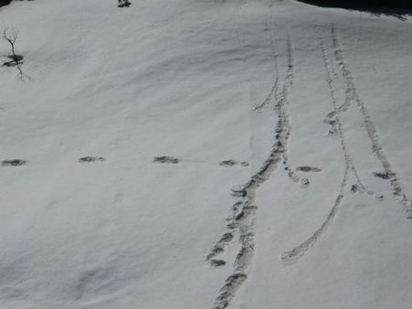 શુ હોય છે યેતી