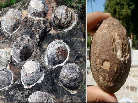 મળી ચૂક્યા છે 10 હજાર ઈંડા