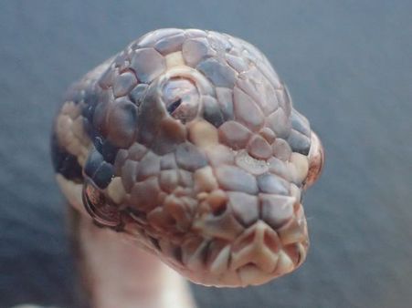 ત્રણ આંખો વાળા સાપની ફોટો સામે આવી, હેરાન કરી દેશે