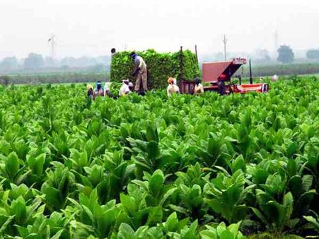 ગુજરાતમાં તમાકુની ખેતી ખેડૂતોને માલામાલ કરી રહી છે, વર્ષમાં બે વાર ખેતી કરે છે