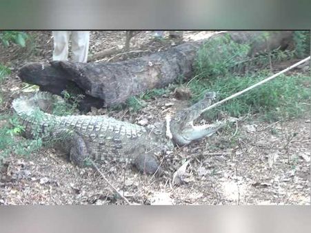 કોઈ પકડી ના શકે તેથી તે શેરડીના ખેતરમાં ઘુસી ગયો 