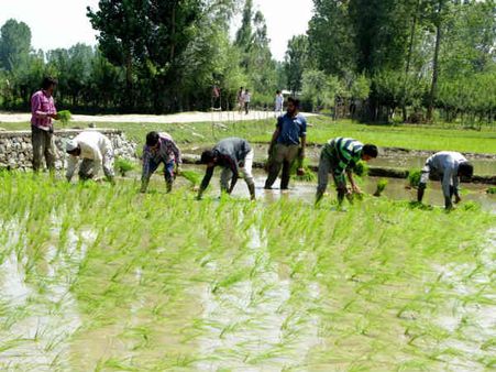 ફેબ્રુઆરી 2019 માં અન્નદાતા સુખીભવ યોજના શરુ કરવામાં આવી હતી
