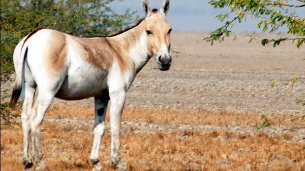 આ ગધેડા 60 થી 70 કિલોમીટરની ઝડપે દોડે છે