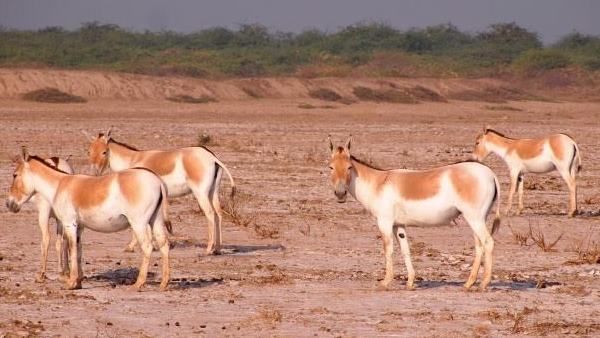 સૂર્યોદય પહેલાં ફરે છે અને 20 વર્ષ સુધી જીવે છે