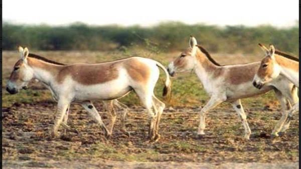 મોનસુનની સીઝનના બદલાઈ જાય છે વેશ