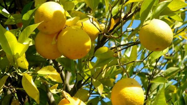 વાસ્તુ દોષ દૂર કરવા માટે