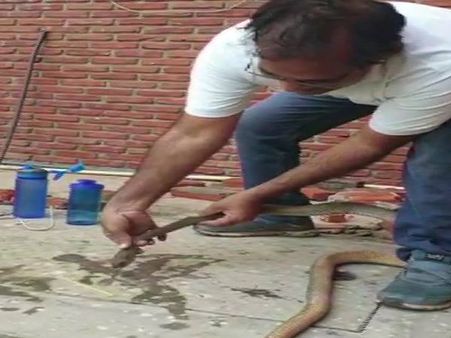 બેભાન થઈને સાપ પડ્યો હતો