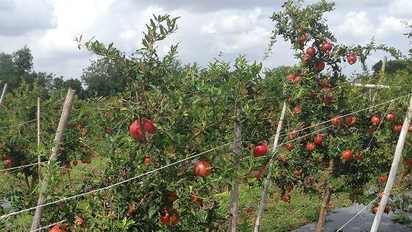 પહેલીવારમાં 6 હજાર છોડ રોપ્યા