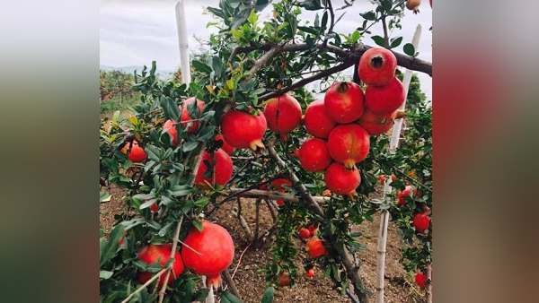 એક વર્ષ બાદ પાંચ હેક્ટરમાં કરી દાડમની ખેતી