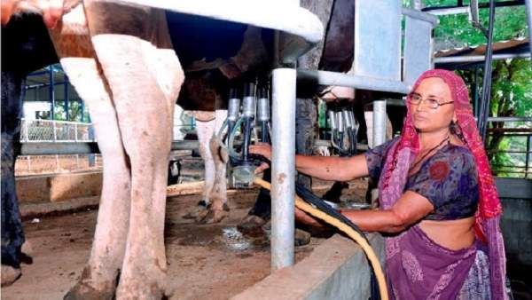 સવાર સાંજ દૂધ ડેરીમાં જાય છે