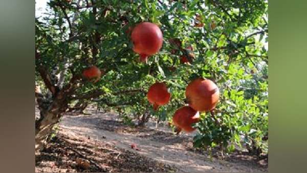 વધતી ગઈ આવક