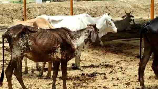 ગોટ પોક્સ જેવા વાયરસથી થાય છે આ રોગ