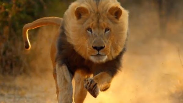 જે લોકો સિંહ દર્શન કરાવે છે તે પકડાય છે.