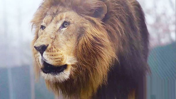 2 વર્ષમાં 58 સિંહ, 64 સિંહણ, 90 સિંહ બાળના મોત 