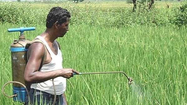 જંતુનાશકોથી જંતુ નહીં પરંતુ મરી રહ્યો છે પાક