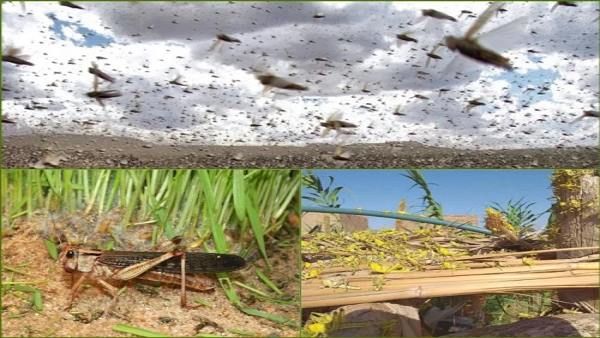 1993માં દેખાયા હતા રણના તીડ 1993માં દેખાયા હતા રણના તીડ