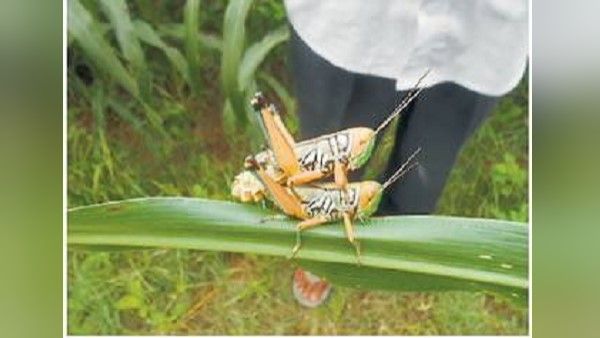 મેલાથિયોન 96 ટકા યુએલવીનો છંટકાવ મેલાથિયોન 96 ટકા યુએલવીનો છંટકાવ