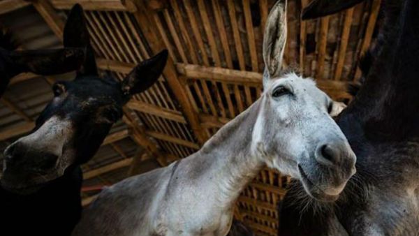 માંના દૂધ જેટલું હેલ્ધી