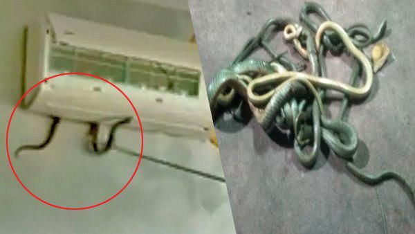 એસીમાંથી એક, બે નહીં પરંતુ પાંચ સાપ નીકળ્યા