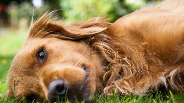 નરાધમે ડૉગી પર રેપ કર્યો