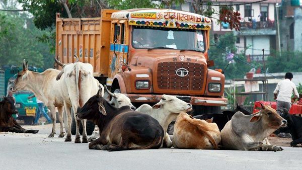 2) રખડતા ઢોર