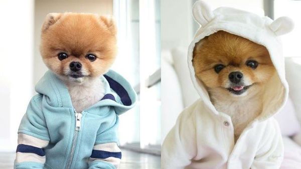 કેટી પેરીના વિડિયોઝમાં દેખાઈ ચૂક્યો છે ડોગ