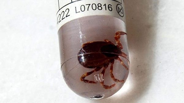 મહિલાના લોહીના નમૂના પૂના મોકલવામાં આવ્યા