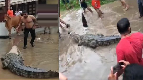 VIDEO: નદીમાંથી શહેરમાં ઘૂસી આવ્યો 10 ફૂટ લાંબો મગર