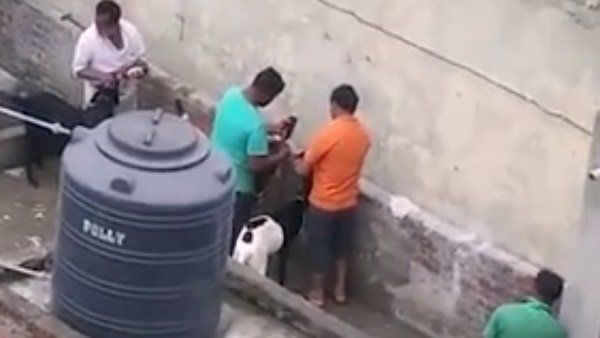 વીડિયો વાયરલ: બકરી ઈદ પહેલા બકરાઓને બિયર પીવડાવવામાં આવી રહી