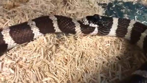 Video: સાપને ખાવાનું નહીં મળ્યું, તો પોતાને જ ગળી ગયો