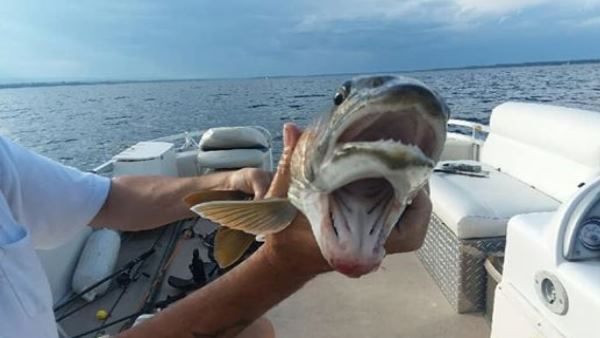 મહિલાના હાથે 2 મોઢાવાળી માછલી લાગી, સોશ્યિલ મીડિયા પર વાયરલ