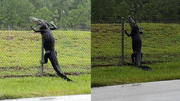 મગર સરળતાથી લોખંડની ફેન્સીંગને વટાવી ગયો