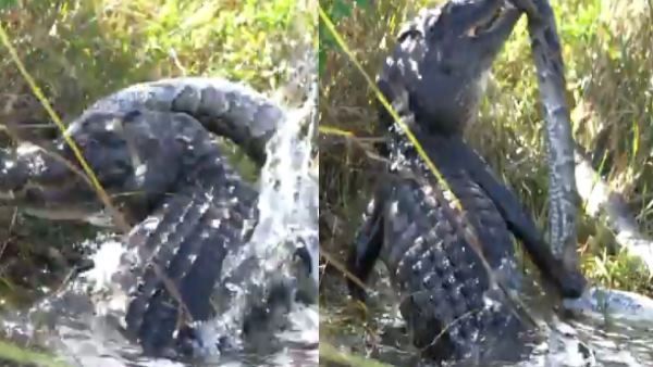 11 ફૂટનો મગર અને 13 ફૂટનો અજગર