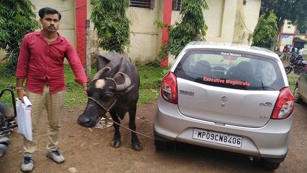 મધ્ય પ્રદેશઃ નાયબ મામલતદારે 25 હજારની લાંચ માંગી તો શખ્સે ભેંસ પકડાવી દીધી