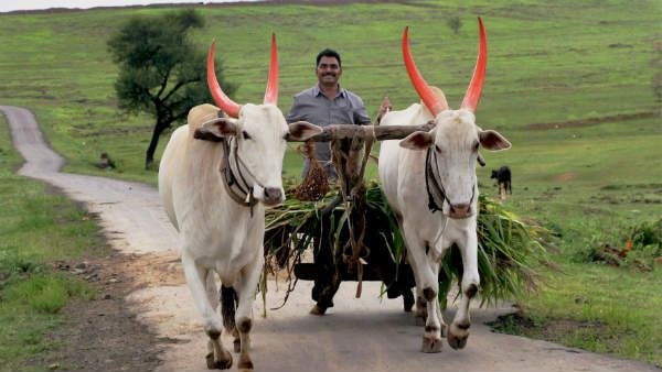 આઈપીસીને બદલે એમવી એક્ટની કલમ લગાવી દીધી આઈપીસીને બદલે એમવી એક્ટની કલમ લગાવી દીધી